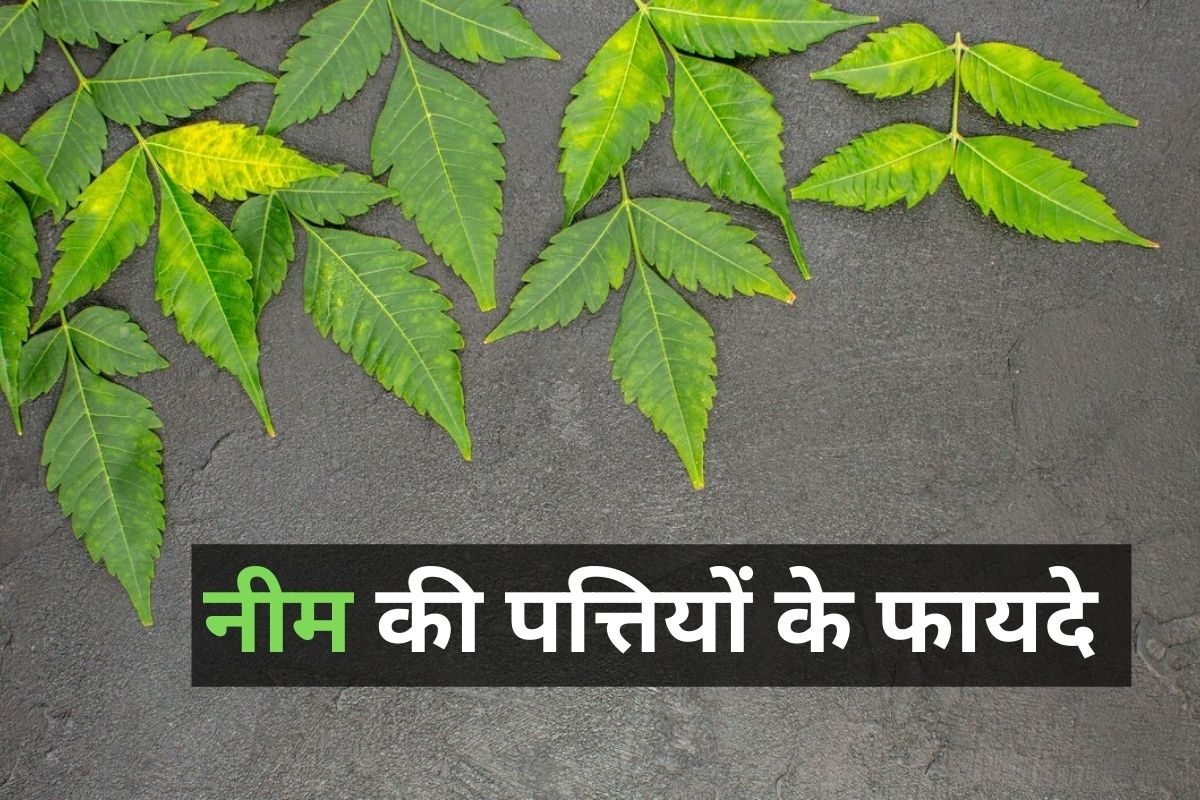 neem leaves