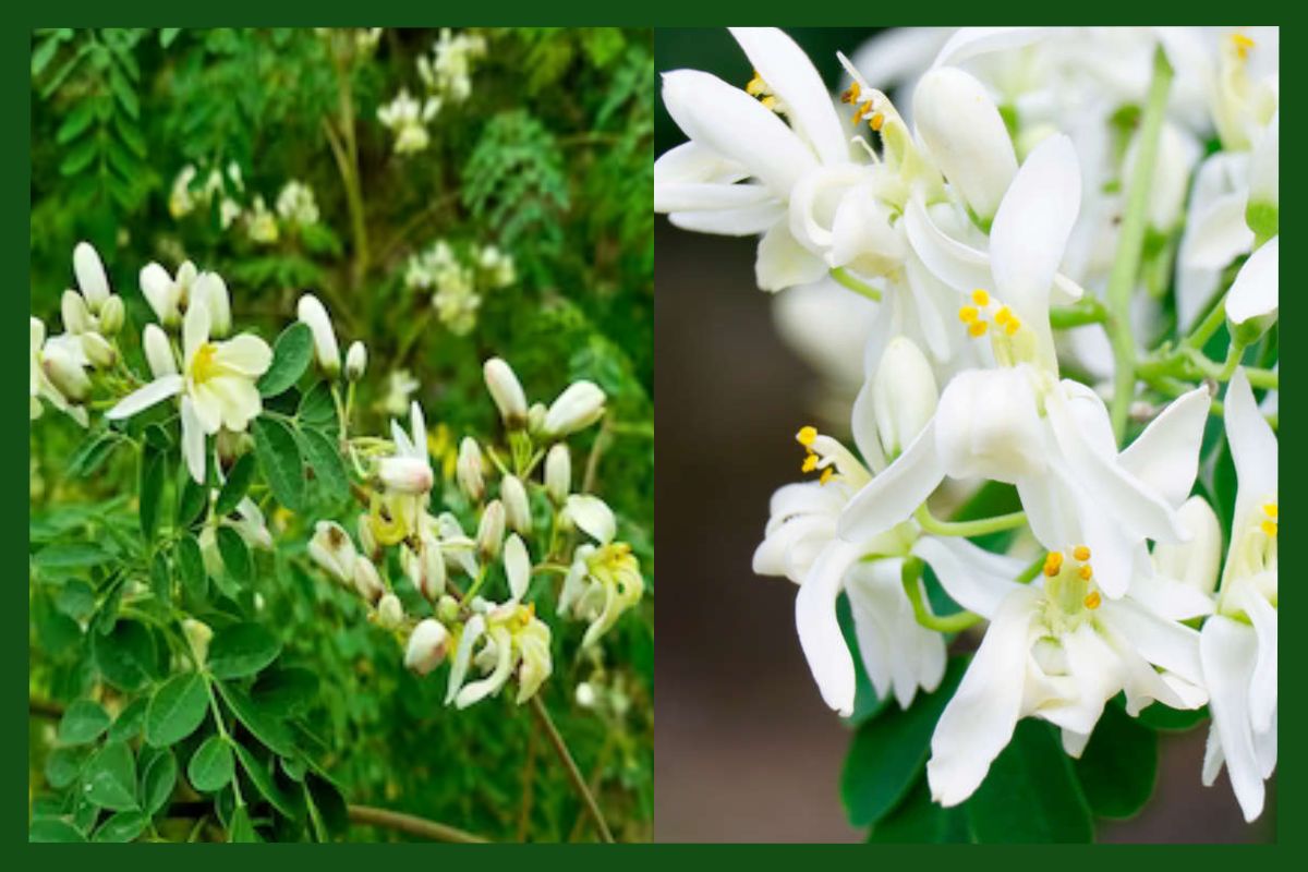 drumstick flower benefits