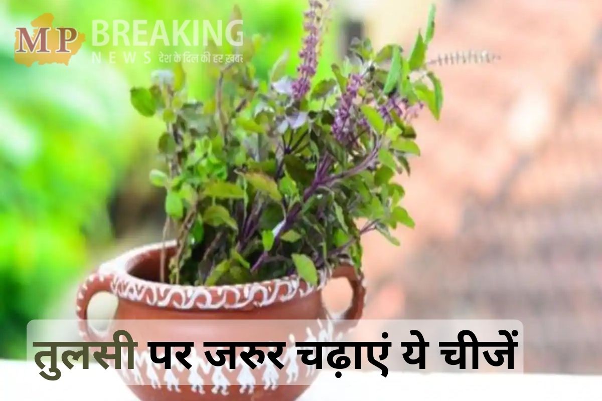 tulsi