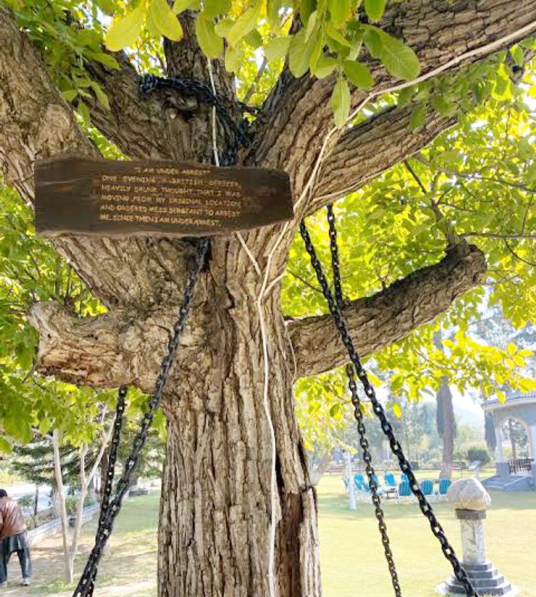 125 साल से 'गिरफ्तार' है ये पेड़, पाकिस्तान में काट रहा है सजा, जानिए इस बेगुनाह पेड़ की कहानी