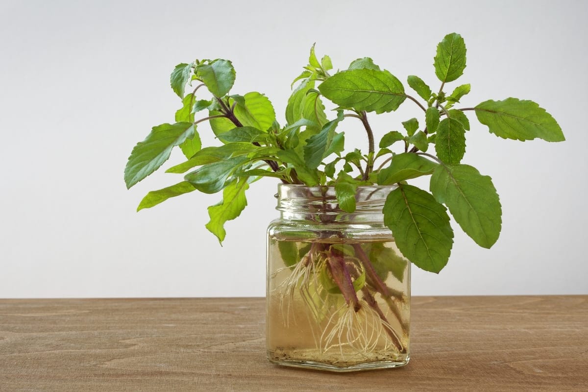 Tulsi Root Remedies