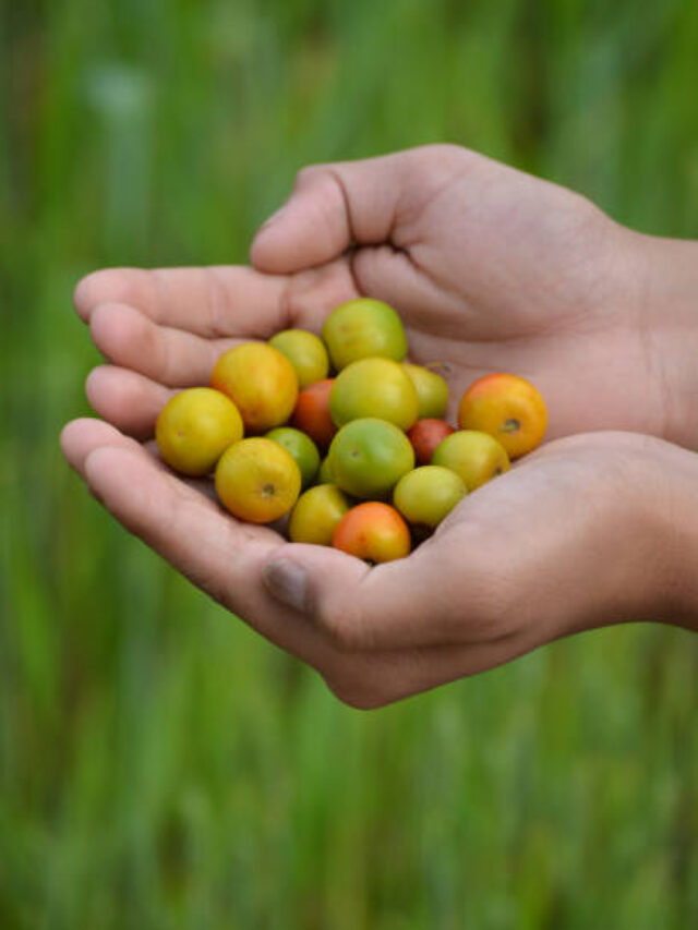 Indian Jujube or Ziziphus mauritiana in hand at field