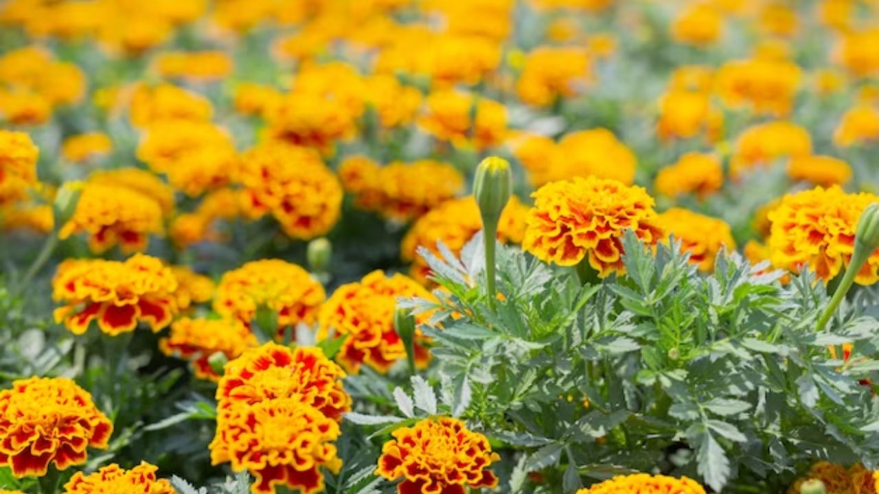 marigold