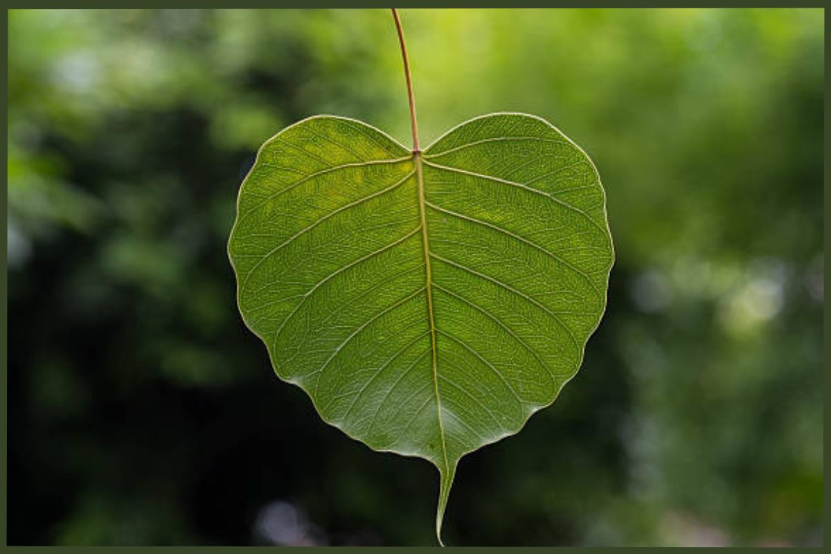 Peepal Leaf Benefits