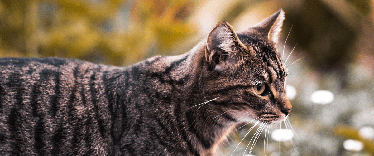 Crying Cat: बिल्ली के रोने से मिलते हैं कई तरह के संकेत, जानिए होते हैं शुभ या अशुभ?