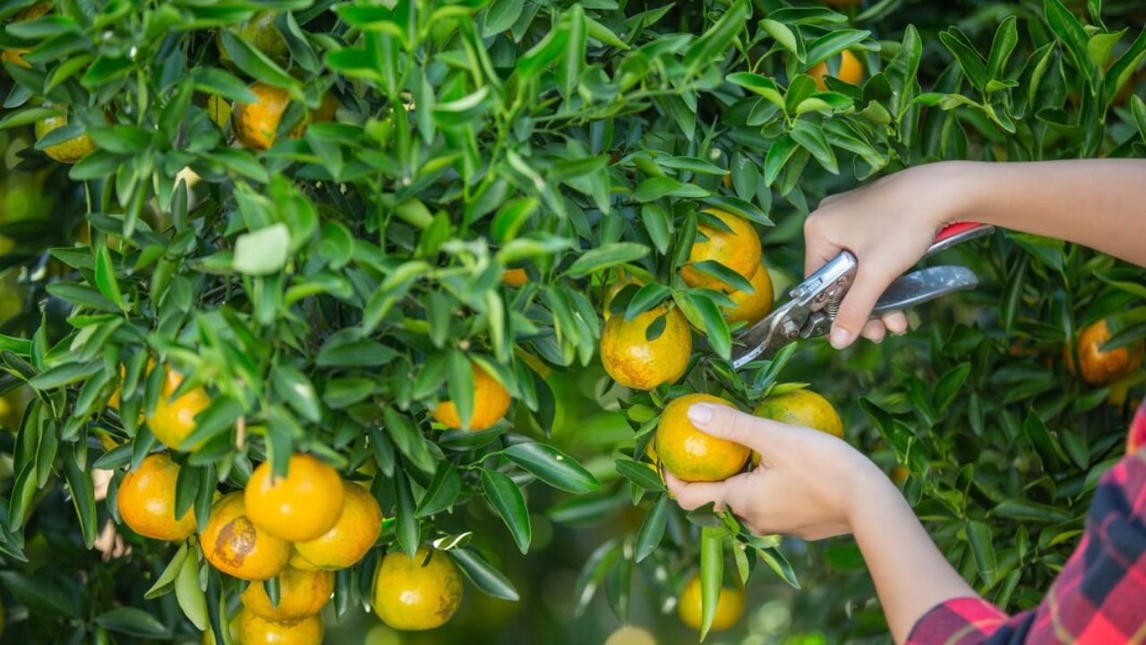 fruit gardening