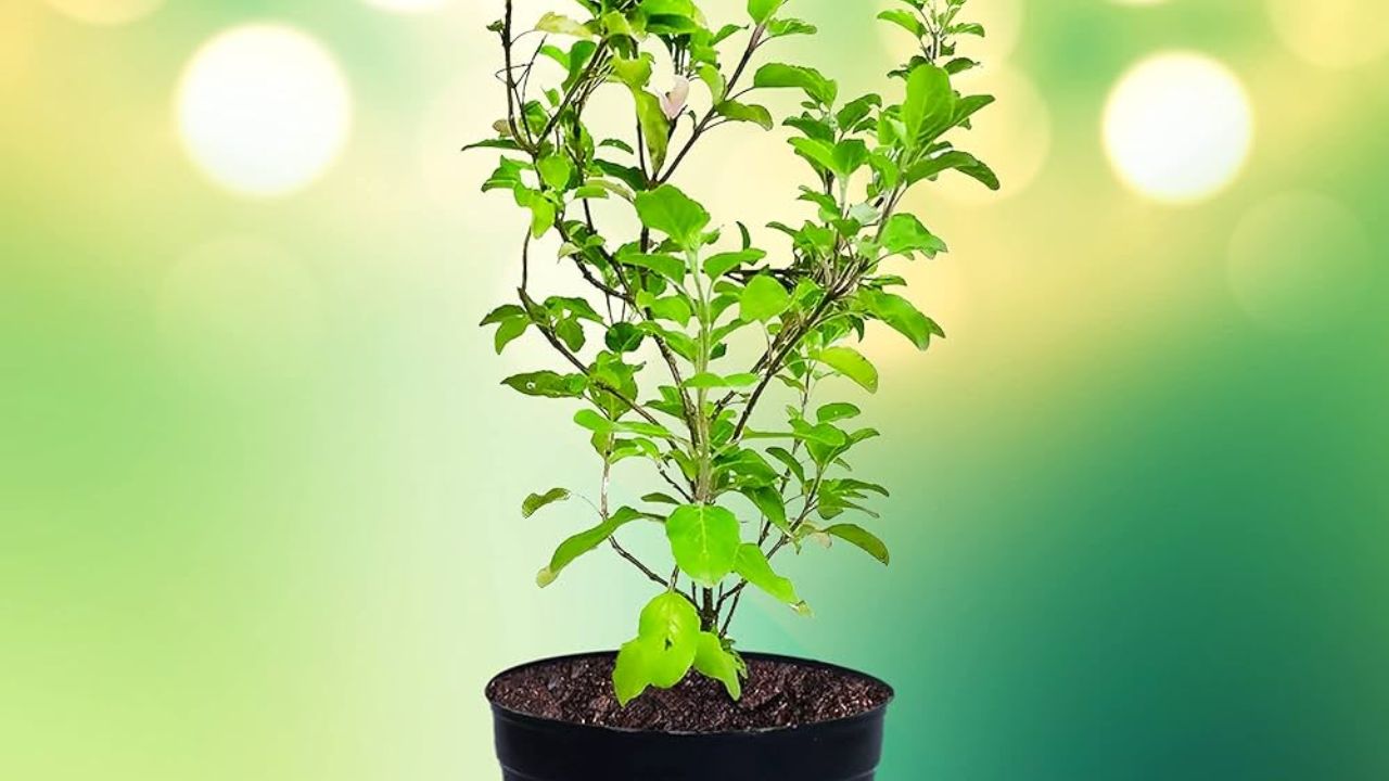 tulsi