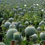 Maihar News: चोरी-छिपे हो रही थी अफीम की खेती, पुलिस ने जब्त किए 5,000 पौधे, आरोपी गिरफ्तार