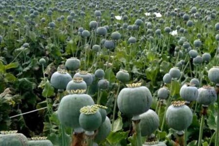 Maihar News: चोरी-छिपे हो रही थी अफीम की खेती, पुलिस ने जब्त किए 5,000 पौधे, आरोपी गिरफ्तार