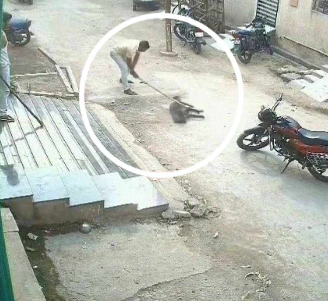 Ujjain News: 2 लोगों ने घेर कर स्ट्रीट डॉग पर डंडे से किया हमला, घटना CCTV में कैद