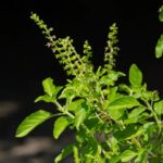 tulsi chalisa