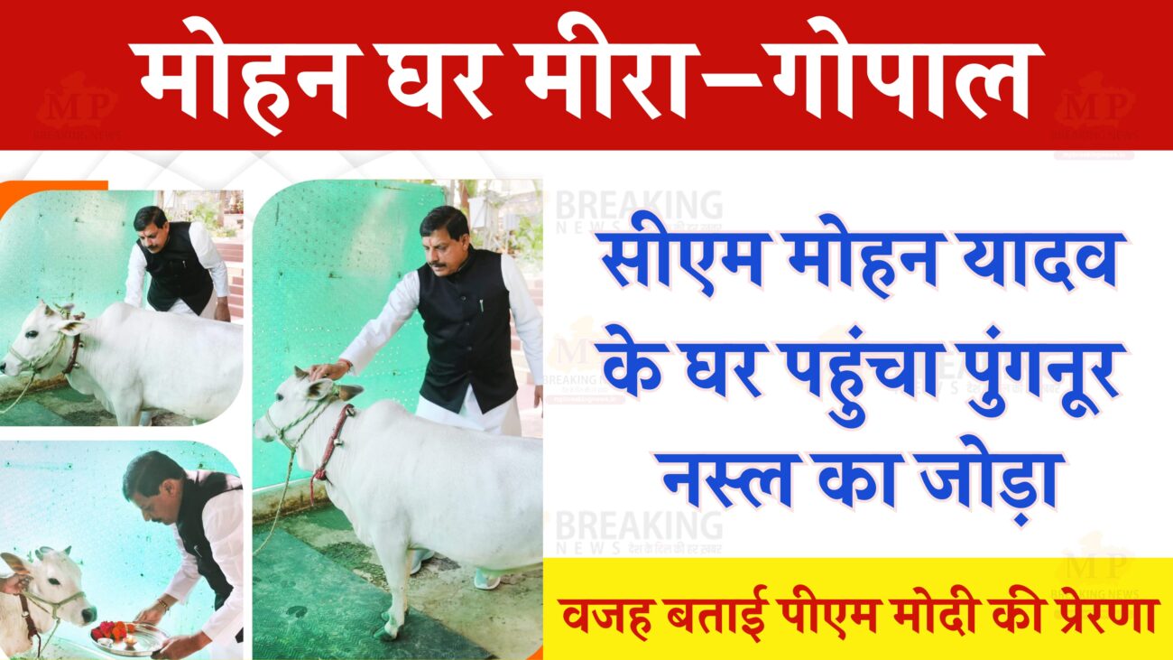 Mohan Yadav Punganur Cow