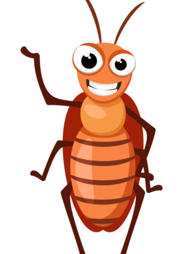 A cockroach insect stands and smiles on a white background. Character