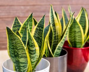 snake plant