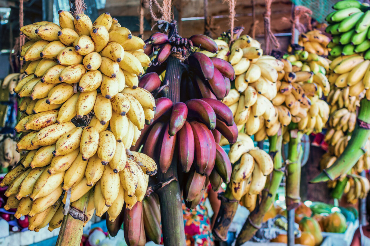 Benefits of Red Banana: कई पोषक तत्वों से भरपूर होता है लाल केला, जानें इससे मिलने वाले 5 फायदे