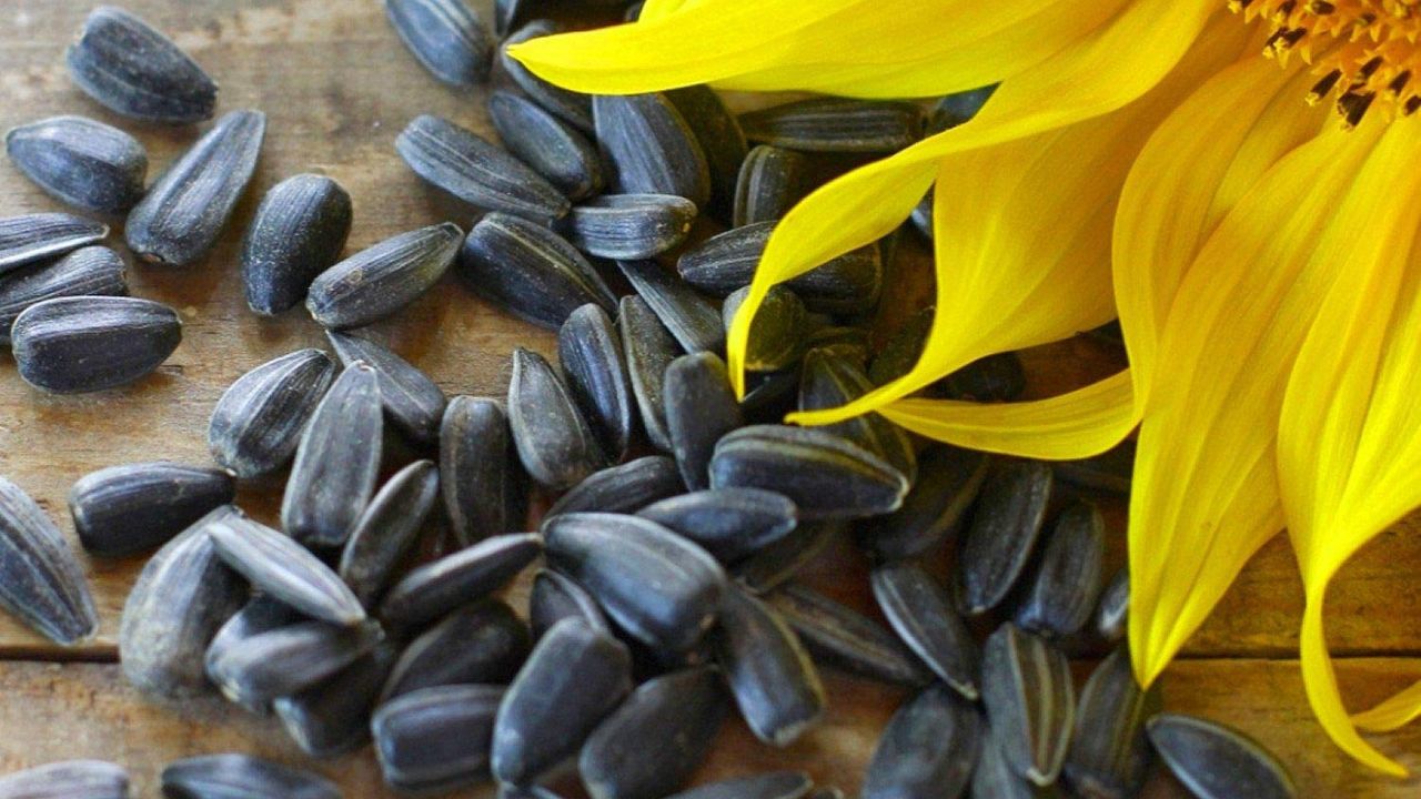 Sunflower Seeds: सूरजमुखी के बीज को डाइट में करें शामिल, कोलेस्ट्रॉल से लेकर ब्लड प्रेशर तक कर सकते हैं कंट्रोल