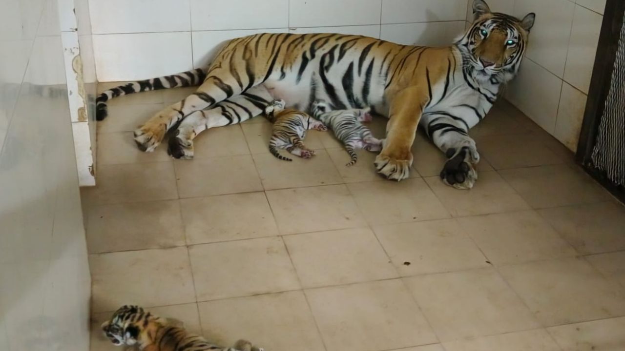 Birth of tiger cubs in Gwalior