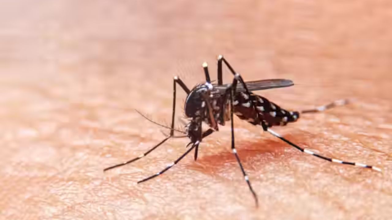 dengue