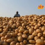 Potato Prices: प्याज-टमाटर के बाद अब आलू ने बढ़ाई आम लोगों की चिंता, कीमतों को लेकर अलर्ट हुई सरकार