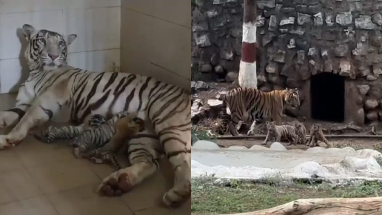 Tiger cub in Gwalior zoo