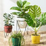 Indoor Plants