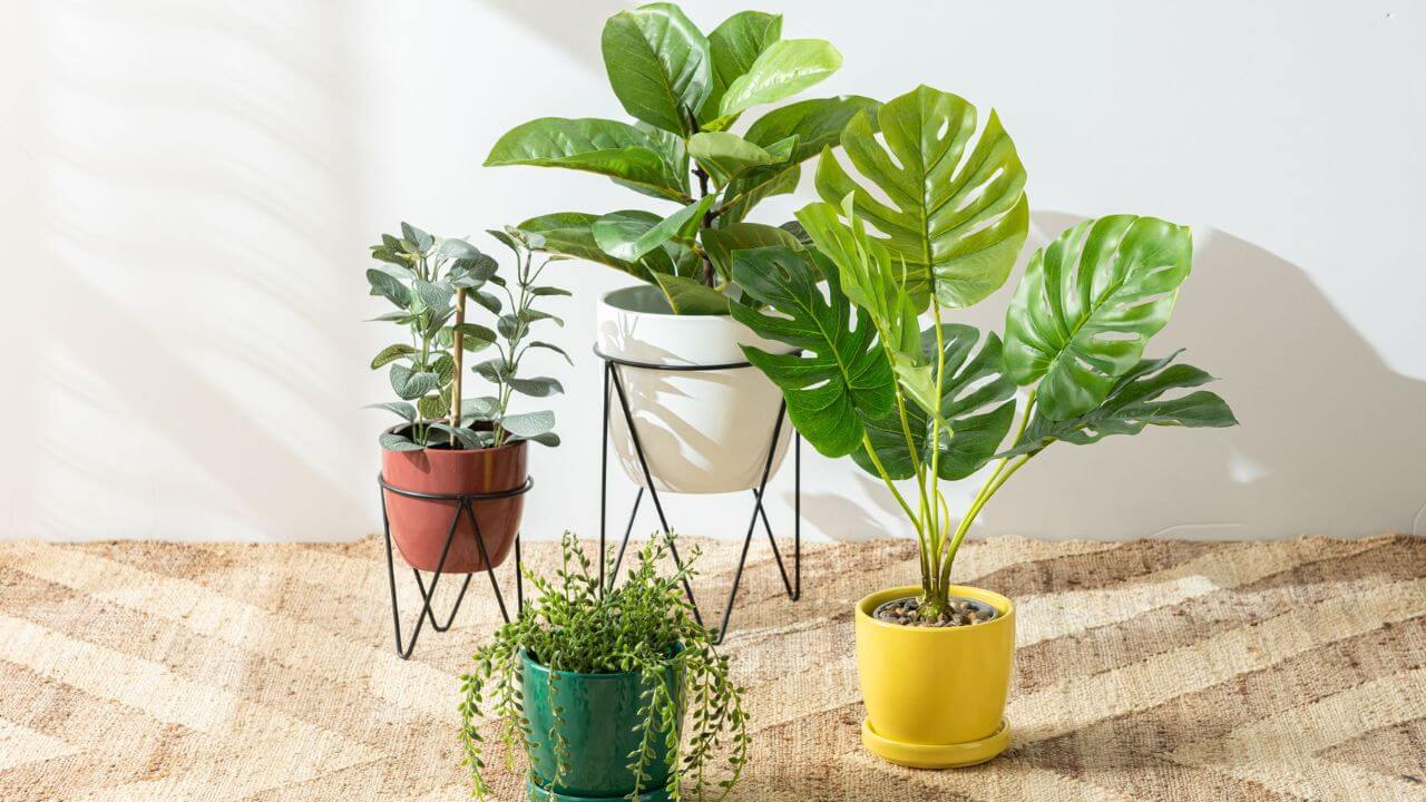 indoor plants