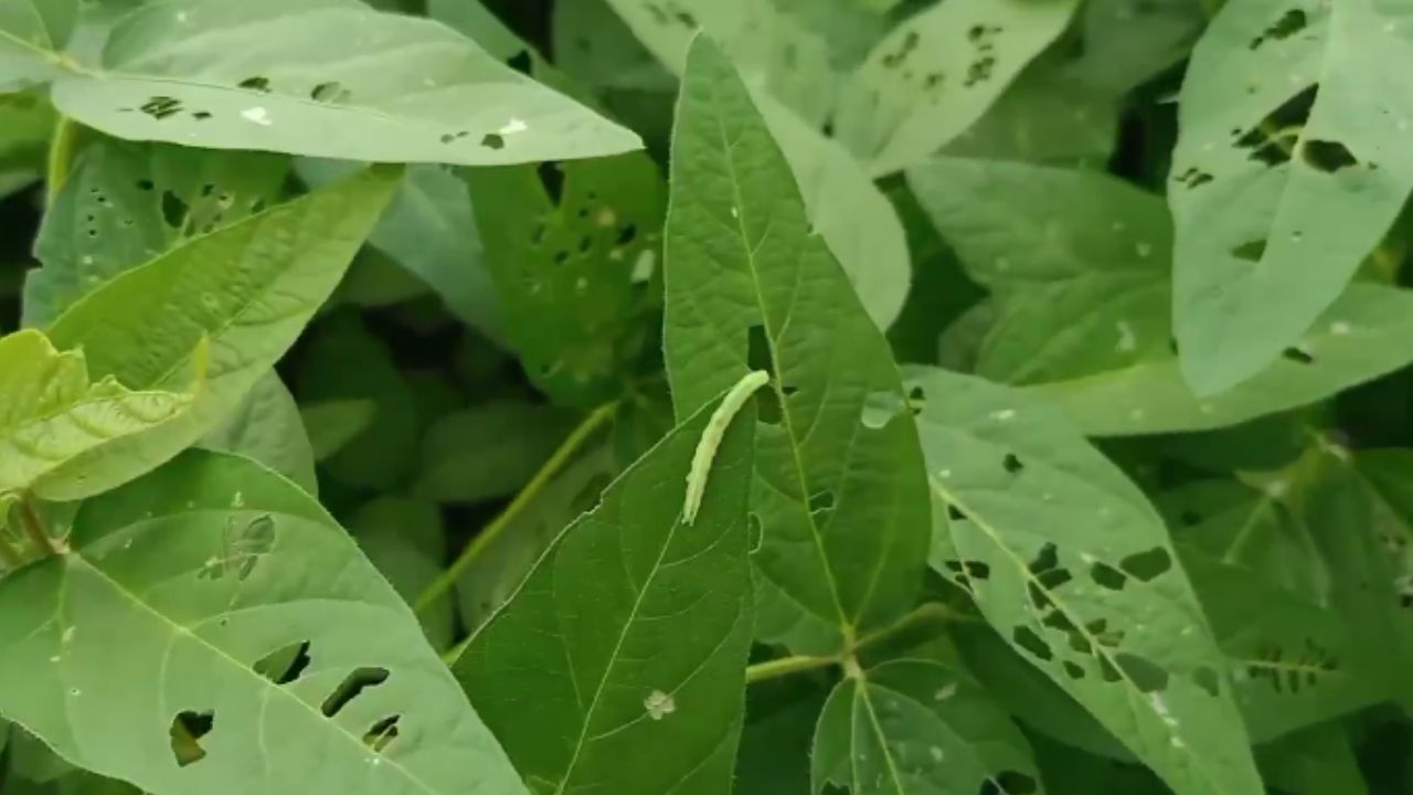 soybean crops