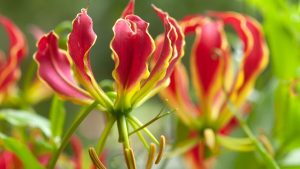 Gloriosa