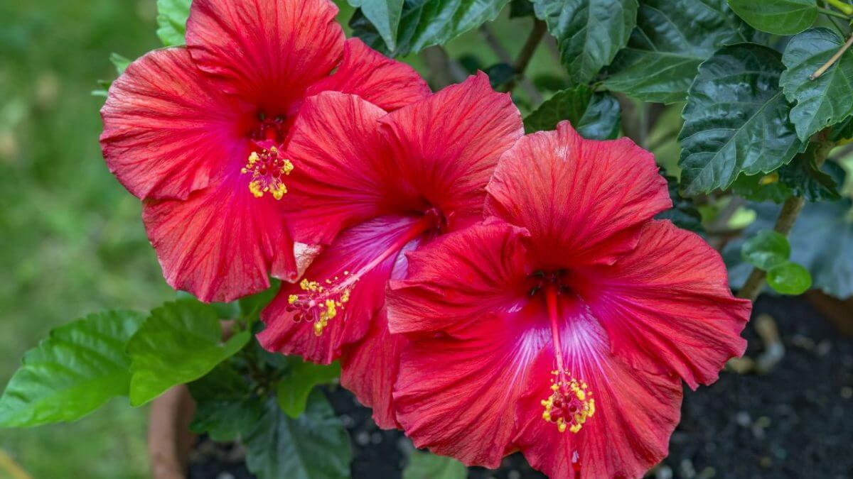 Hibiscus Plant