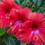 Hibiscus Plant