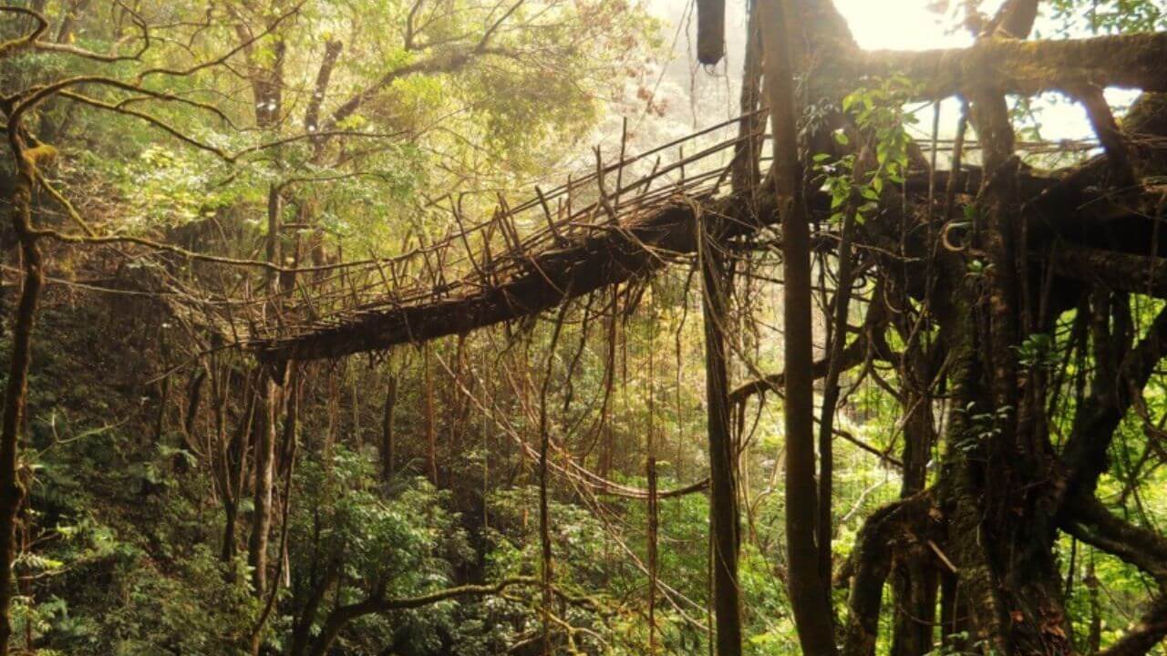 भारत के इस राज्य में स्थित है पेड़ों की जिंदा जड़ों से बनाया गया ब्रिज, 200 साल पुराना है इतिहास