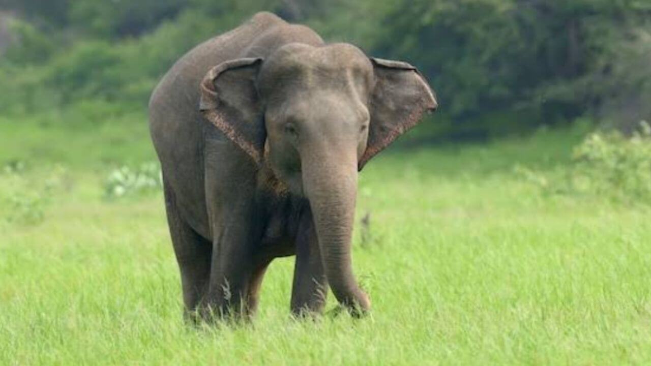 Elephant