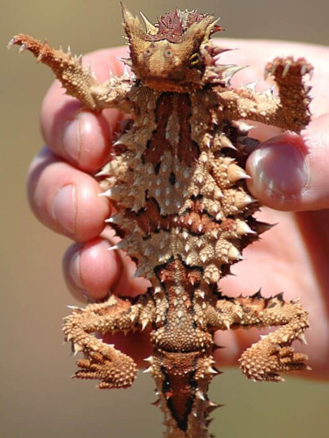 Thorny_Devil_crop