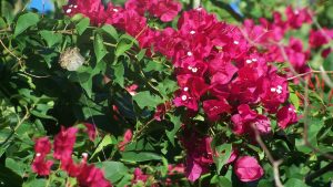 Bougainvillea