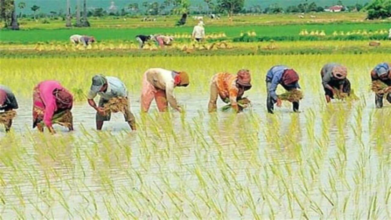 paddy farmers