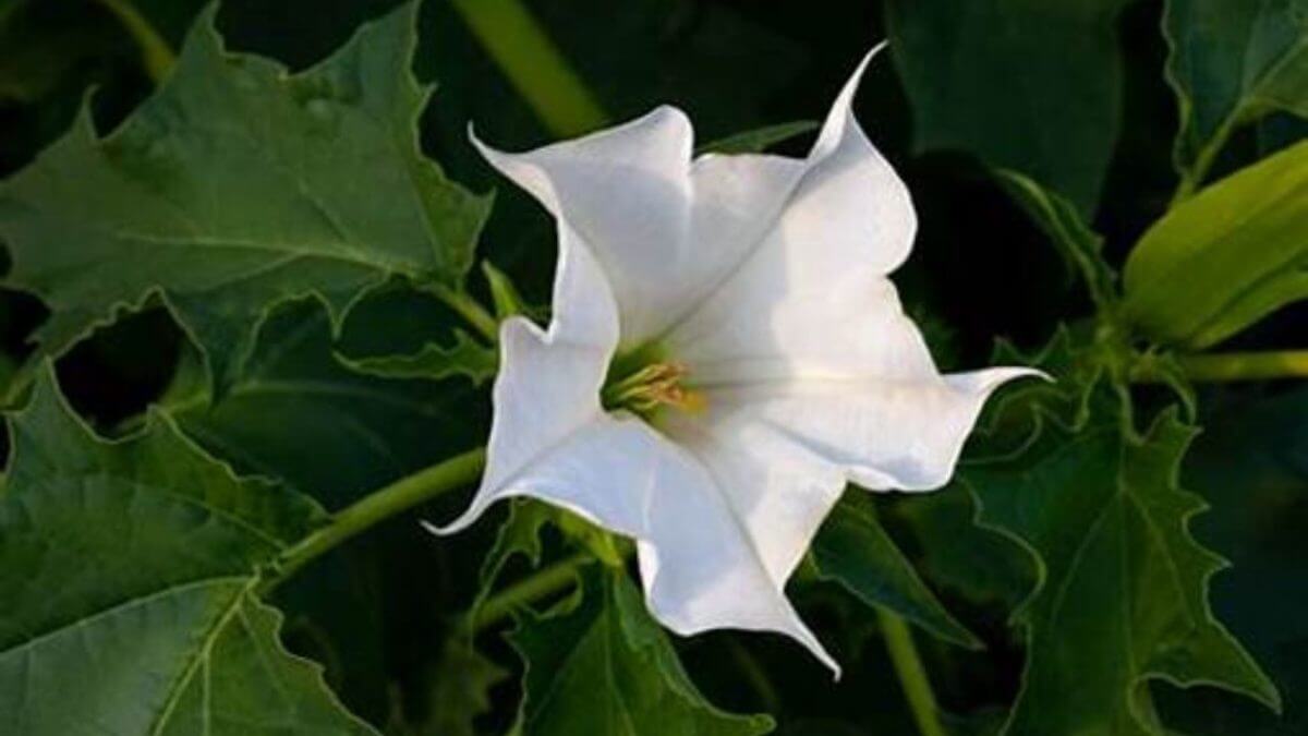 Datura plant