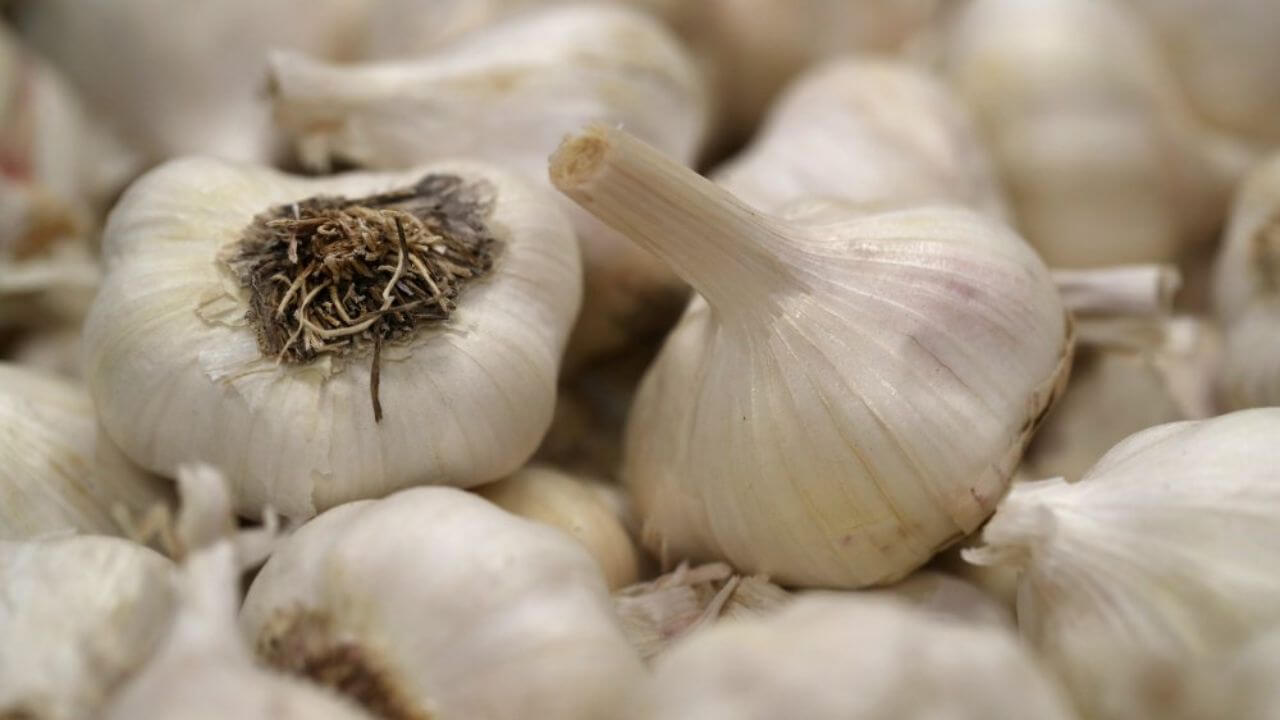 Chinese Garlic