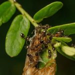 Ant Plant Care