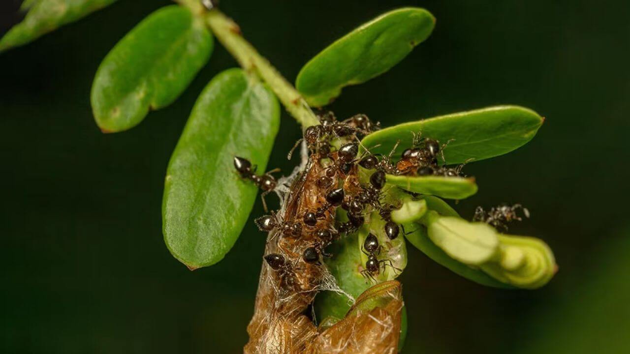 Ant Plant Care