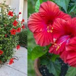 Hibiscus Plant Care