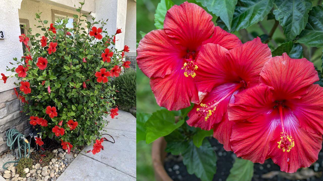 Hibiscus Plant Care