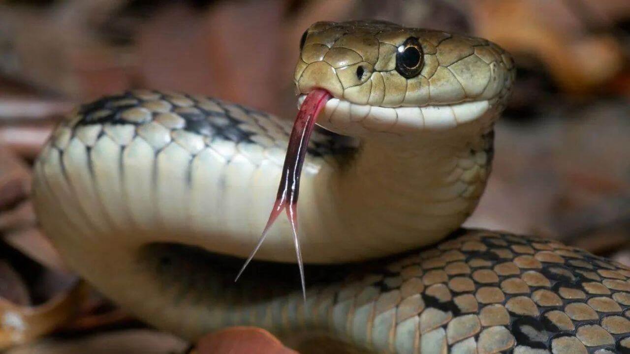 snake bite