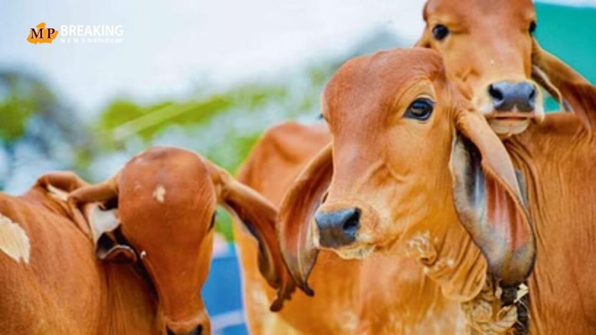 कांग्रेस राजगढ़ जिला उपाध्यक्ष ने गौवंश की मृत्यु पर लगाए प्रशासन पर आरोप, जिला कलेक्टर से दिग्विजय बोले "क्या कारण रहा"