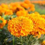 Marigold Plant