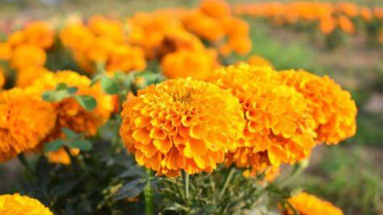 Marigold Plant