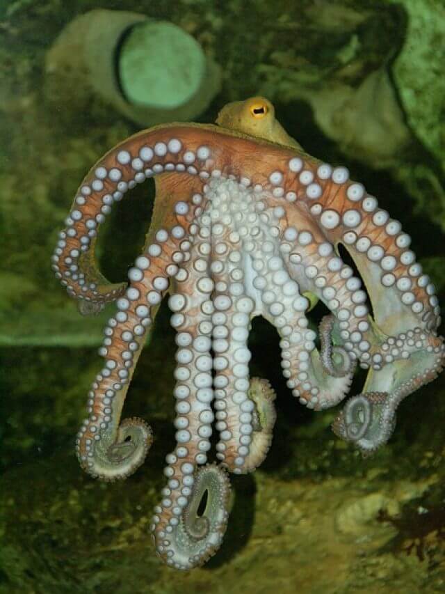 octopus-1025738_640