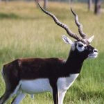 black buck