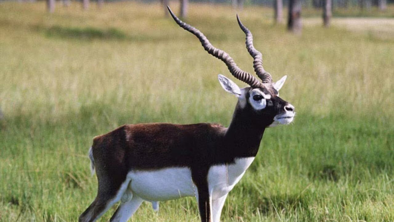 black buck