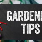 Gardening Tips