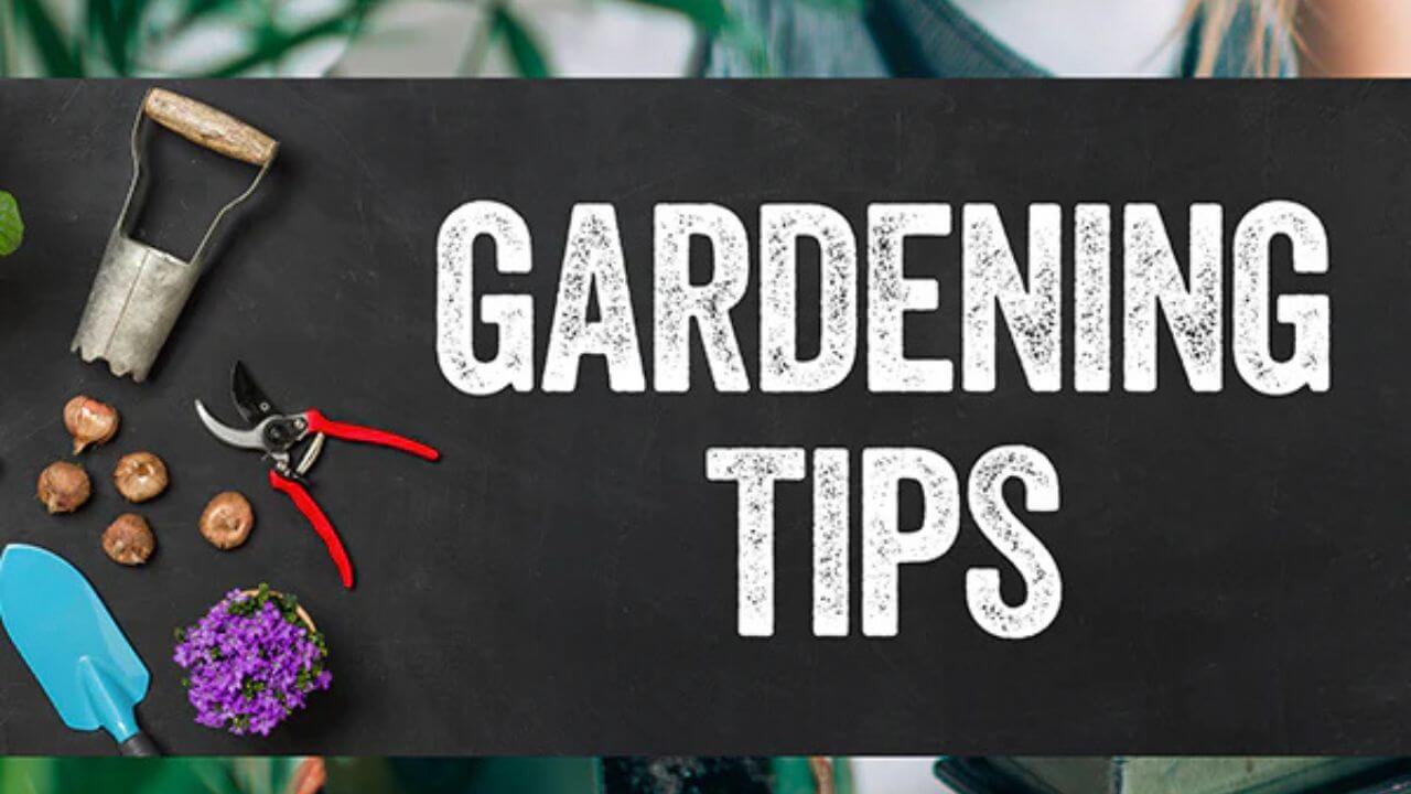 Gardening Tips